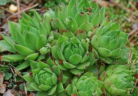 Attēlu rezultāti vaicājumam “Jovibarba globifera bud”