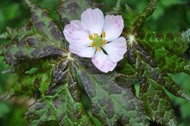 Attēlu rezultāti vaicājumam “Podophyllum hexandrum fruit”