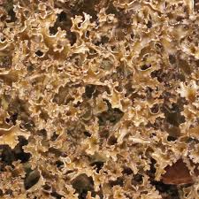 Attēlu rezultāti vaicājumam “Cetraria sepincola”