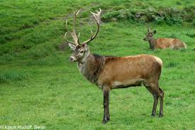 Attēlu rezultāti vaicājumam “Cervus elaphus”