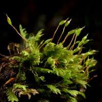 Attēlu rezultāti vaicājumam “Fissidens osmundoides”