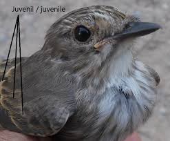 Attēlu rezultāti vaicājumam “Muscicapa striata juvenile”