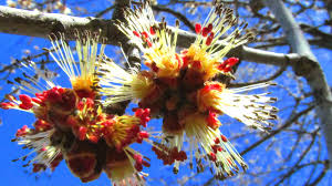 Attēlu rezultāti vaicājumam “Acer saccharinum flower”