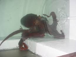 Image result for Enteroctopus dofleini