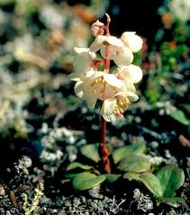 Attēlu rezultāti vaicājumam “Pyrola rotundifolia fruit”