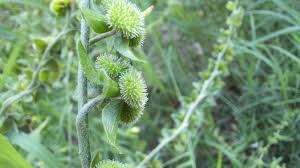 Attēlu rezultāti vaicājumam “Cynoglossum officinale fruit”