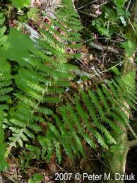Attēlu rezultāti vaicājumam “Polystichum braunii”