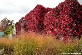 Attēlu rezultāti vaicājumam “Parthenocissus quinquefolia”