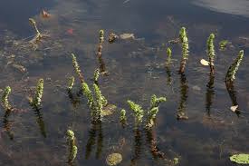 Attēlu rezultāti vaicājumam “Haloragaceae”