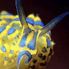 Attēlu rezultāti vaicājumam “Fuligo septica var. rosea young”