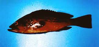 Image result for Epinephelus costae