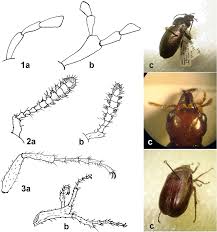Attēlu rezultāti vaicājumam “Carabus nemoralis”
