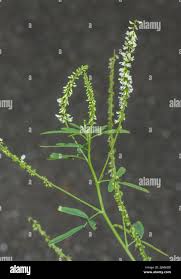 Attēlu rezultāti vaicājumam “Melilotus albus fruit”