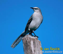 Image result for Mimus polyglottos