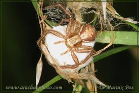 Attēlu rezultāti vaicājumam “Xysticus ulmi”