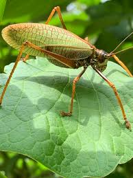 Attēlu rezultāti vaicājumam “Tettigoniodea”