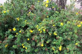 Attēlu rezultāti vaicājumam “Potentilla”