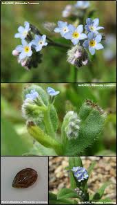 Attēlu rezultāti vaicājumam “Myosotis”