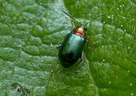 Attēlu rezultāti vaicājumam “Alticinae”