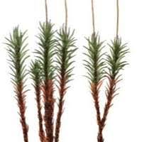 Attēlu rezultāti vaicājumam “Timmia megapolitana”