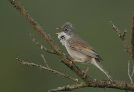 Attēlu rezultāti vaicājumam “Sylvia communis adult”