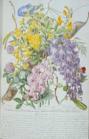 Attēlu rezultāti vaicājumam “Leguminosae”