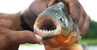 Image result for Prestatyn Piranhas