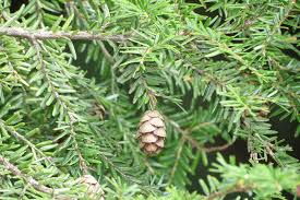Attēlu rezultāti vaicājumam “Tsuga canadensis”