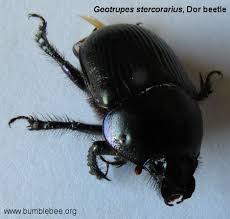 Attēlu rezultāti vaicājumam “Geotrupes”