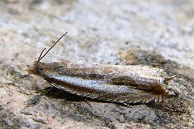 Attēlu rezultāti vaicājumam “Ancylis apicella”