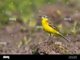 Attēlu rezultāti vaicājumam “Motacilla flava flava adult”