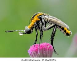 Attēlu rezultāti vaicājumam “Bombyliidae”