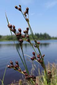 Attēlu rezultāti vaicājumam “Juncus gerardii bud”