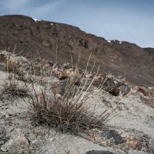 Attēlu rezultāti vaicājumam “Poa humilis”