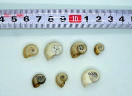 Attēlu rezultāti vaicājumam “Planorbidae”