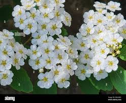 Attēlu rezultāti vaicājumam “Spiraea chamaedryfolia flower”