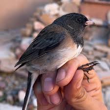 Image result for Junco hyemalis