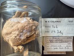 Image result for Hyas araneus