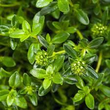 Image result for Satureja hortensis