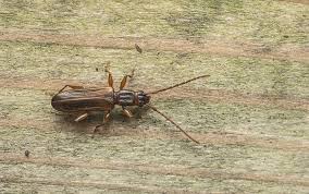 Attēlu rezultāti vaicājumam “Dendrophagus crenatus”