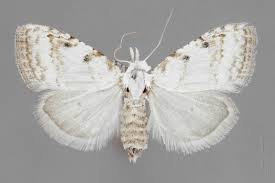 Attēlu rezultāti vaicājumam “Nola aerugula”