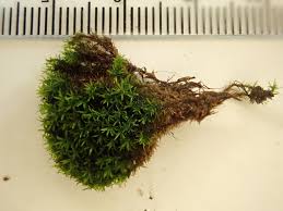 Attēlu rezultāti vaicājumam “Gymnostomum aeruginosum”