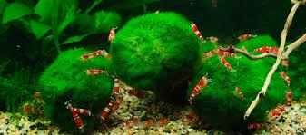 Imagini pentru Cladophora aegagropila