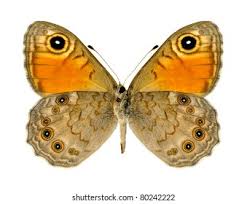 Attēlu rezultāti vaicājumam “Lasiommata megera male”