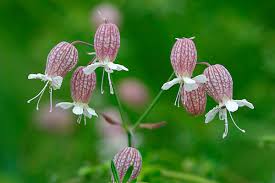 Attēlu rezultāti vaicājumam “Silene nutans flower”