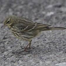 Attēlu rezultāti vaicājumam “Anthus petrosus adult”