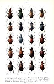 Attēlu rezultāti vaicājumam “Tachyta nana”