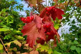 Attēlu rezultāti vaicājumam “Viburnum opulus leaf”