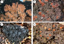 Attēlu rezultāti vaicājumam “Parmeliella triptophylla”