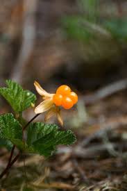 Attēlu rezultāti vaicājumam “Rubus chamaemorus flower”